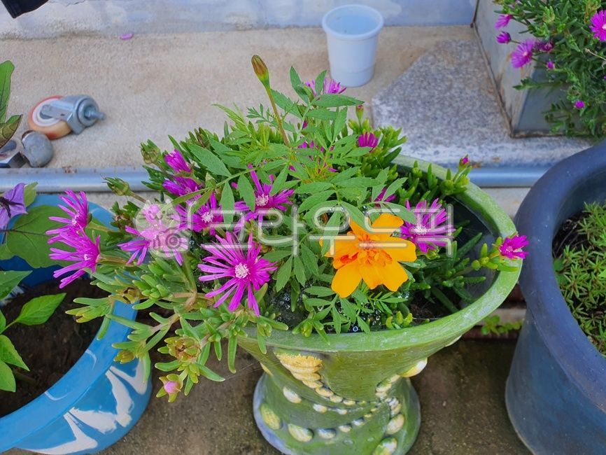 식물,flower,꽃,메리골드,송엽국,화분,여름식물,여름꽃