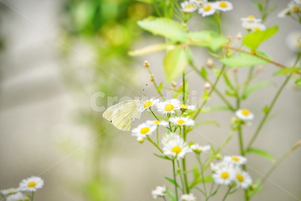 꽃,곤충,나비,식물,풍경,감성,감상,flower,butterfly,녹색,식물,자연,plants,nature,꽃,flower,동물,animal,곤충,벌레,insect,bug