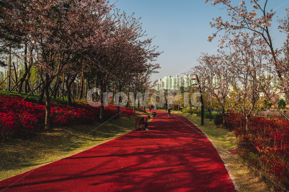 Busan Citizens Park,trail,park walking path,red tone,park,flower