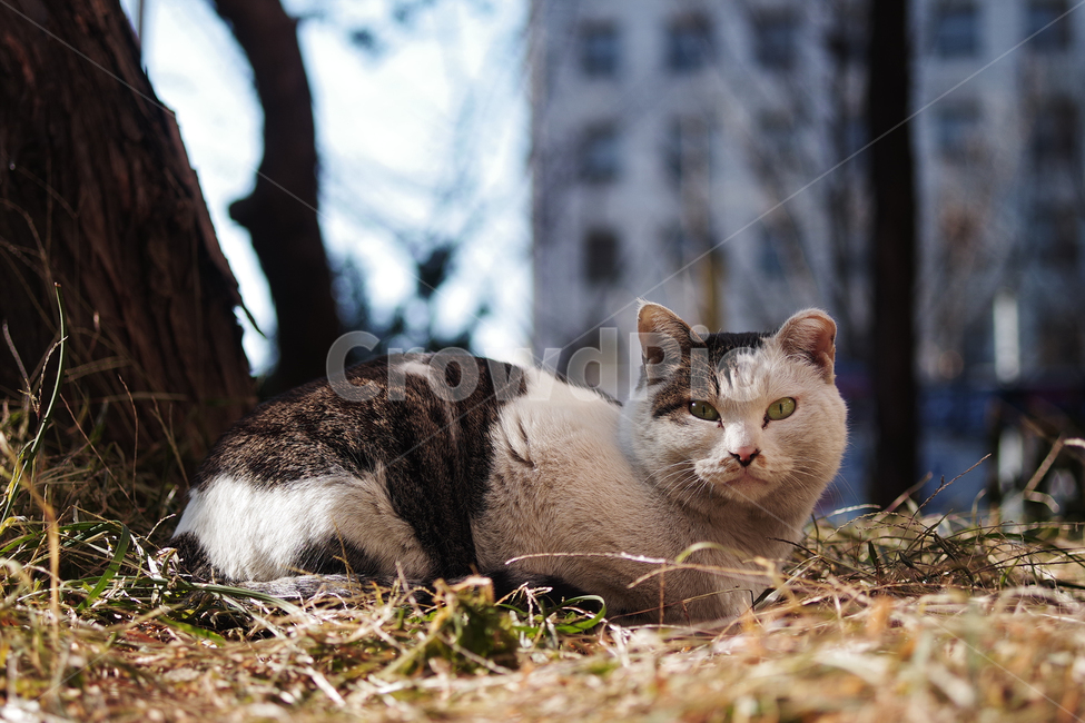 고양이,길고양이,길냥이,동물,야생동물,야생,자연,cat,kitty,kitten,pet,animal,gato,동물,animal,포유류,mammal,고양이,cat,kitten,kitty