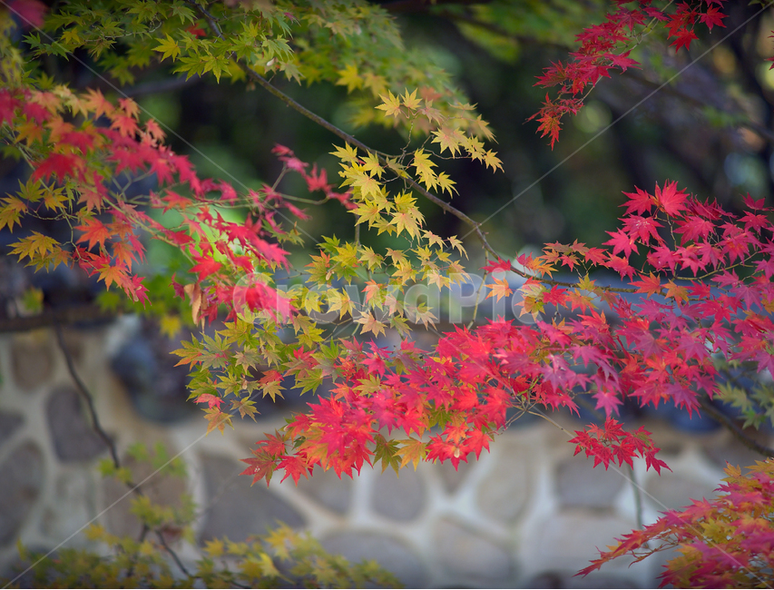 풍경,자연,단풍,가을,사찰,가을,계절,fall,autumn,season,plant,식물,leaf,잎,tree,나무,maple