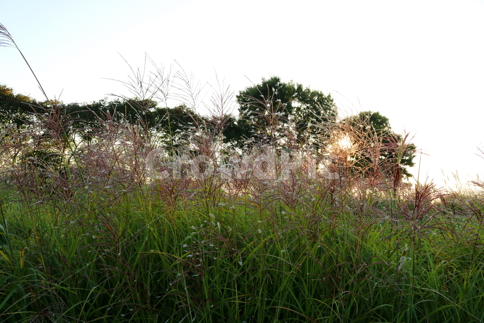 억새,억새풀,식물,자연,가을,벼과,억새축제,하늘공원,공원,상암동,가을,계절,fall,autumn,season,grass,잔디,plant,outdoors,옥외