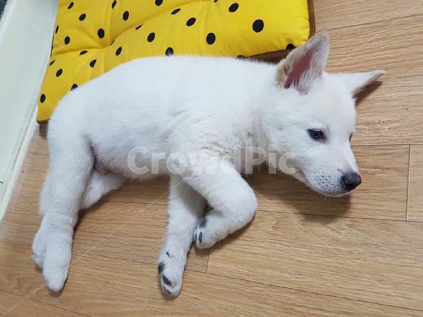 강아지,애완견,dog,귀여운강아지,애완동물