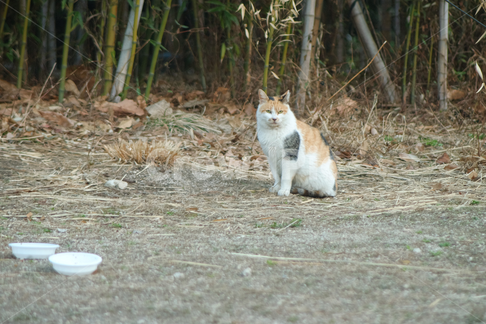 길고양이,고양이,길냥이,공원,동물,동물,animal,포유류,mammal,고양이,cat,kitten,kitty