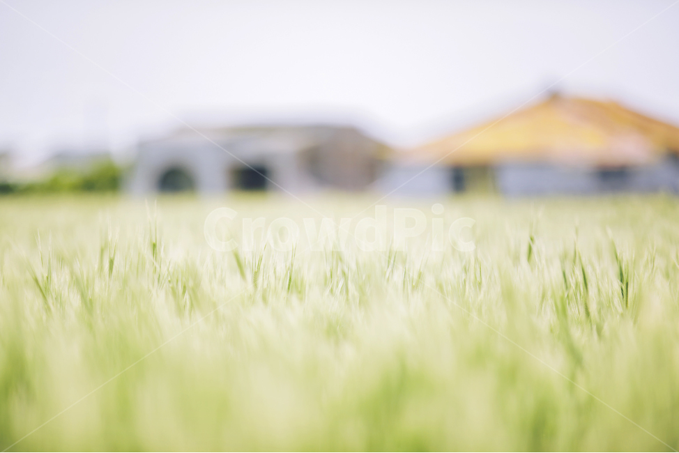 청보리,봄,초록,노랑,가파도,제주,plant,식물,grass,field,들