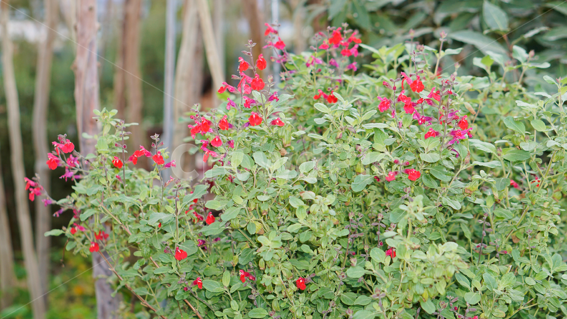 허브,꽃,식물,온실,화원,생화,조화,flower,plant,nature,자연,식물,자연,plants,nature,꽃,flower