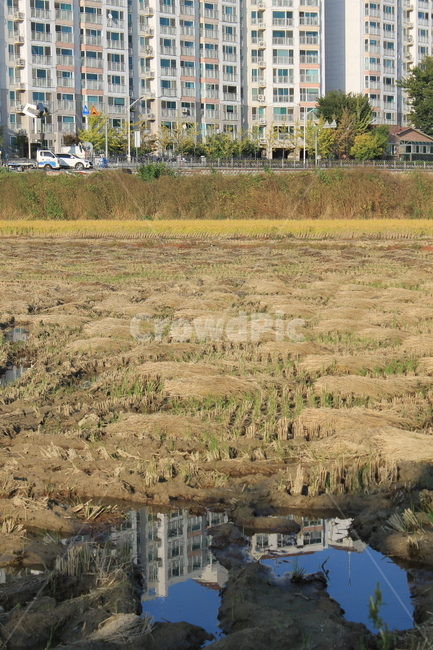 자연,논,추수,가을,가을추수,볏단,볏짚,nature,harvest,ricesheaf,sheafofrice,ricefield,ricepaddy,autumn,fall