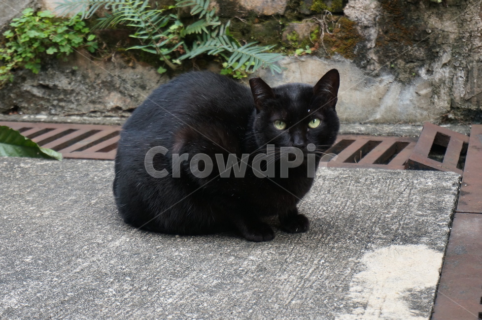 고양이,동물,길고양이,냐옹이,길거리,kitty,street,stretch,animal,동물,animal,포유류,mammal,고양이,cat,kitten,kitty