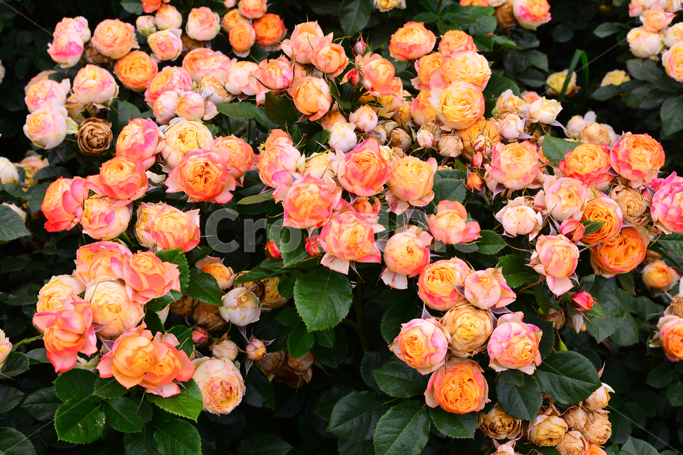 장미,장미꽃,로즈,꽃,아름다움,예쁜,플라워,데코레이션,꽃송이,꽃잎,feeling,rose,flowers,5월,계절의여왕,가시,가든,정원,앞뜰,장미원,장미축제,BEAUTIFUL,plant,garden,핑크색장미,분홍장미,pink,꽃밭,수많은,식물,자연,plants,nature,꽃,flower