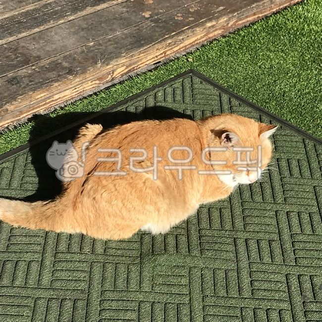 rest,sunlight,drowsy,stray cat,cat,hip,cat bread