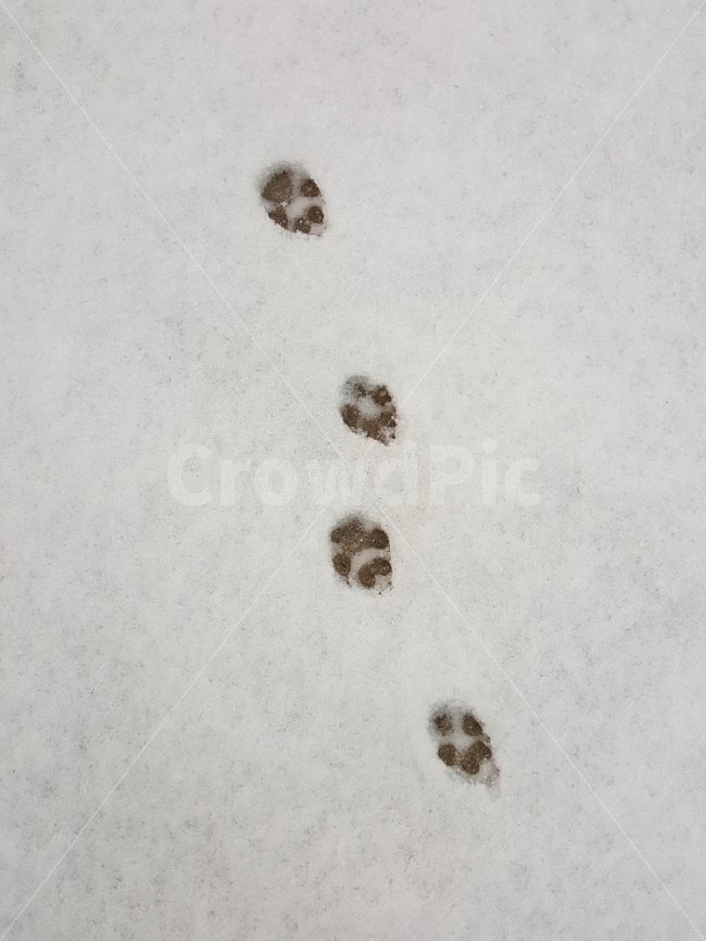 발자욱,눈,눈발자국,개발자욱,강아지,겨울,계절,winter,season,동물,animal,포유류,mammal,개,강아지,dog,doggy
