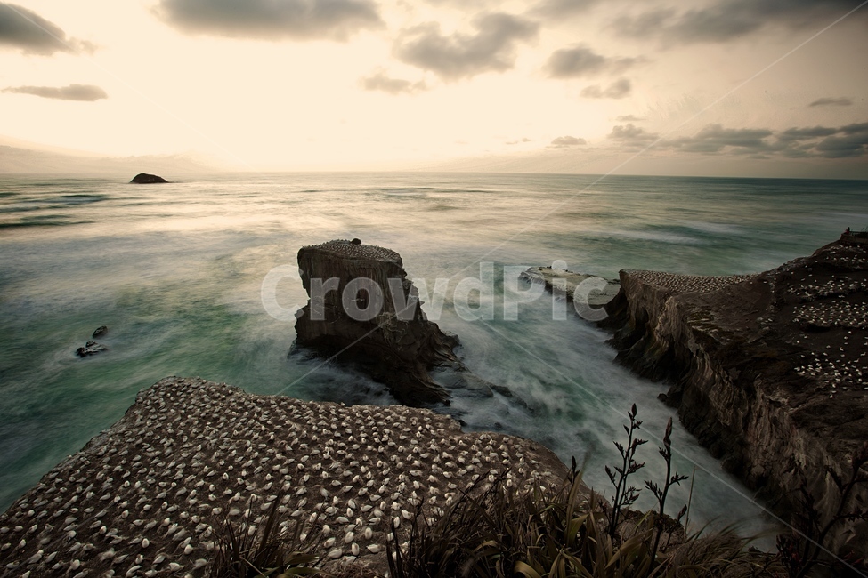 뉴질랜드,오클랜드,해변,무리와이,가넷,일몰,자연,풍경,nature,landscape