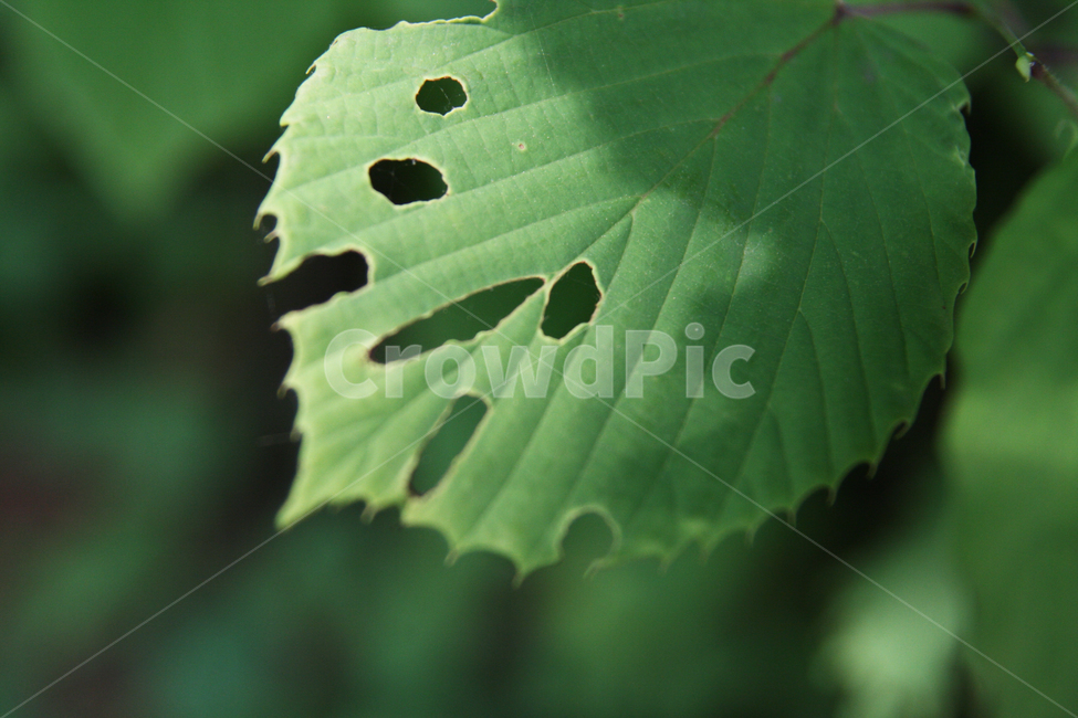 식물,이파리,구멍,나뭇잎,벌레먹은,식물,자연,plants,nature