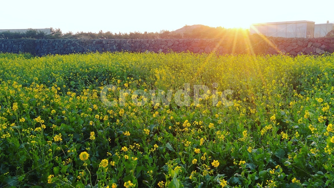 plant,식물,field,들,grassland,nature,자연,제주도,유채꽃,제주