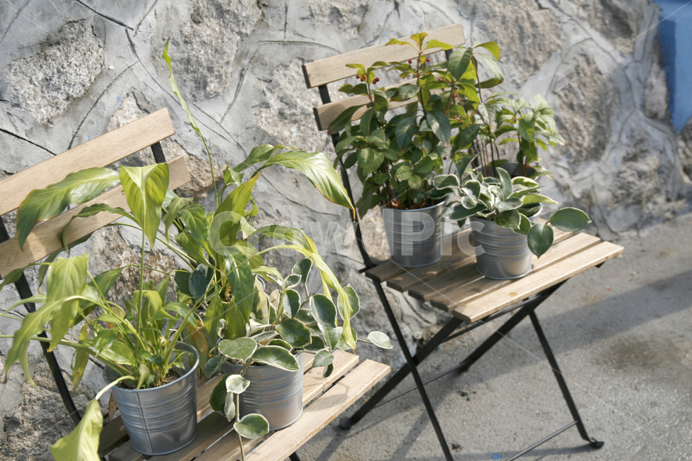 의자,화분,식물,석축,햇빛,식물,자연,plants,nature