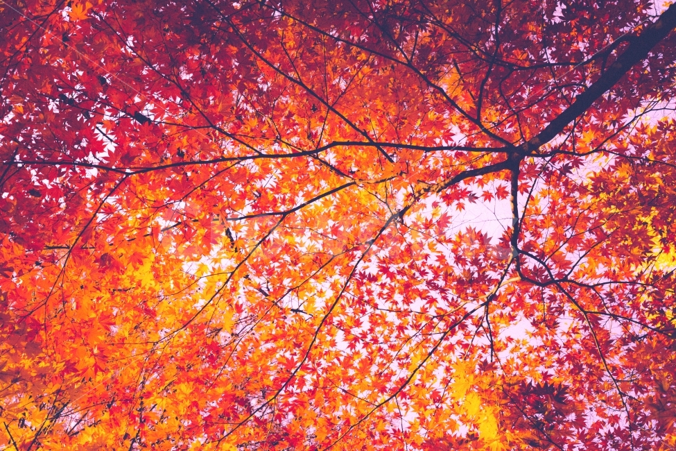단풍,가을,빨강,노랑,자연,가을,계절,fall,autumn,season,식물,자연,plants,nature,나무,trees,wood,감성,sensible,feeling,leaf,잎,plant,tree