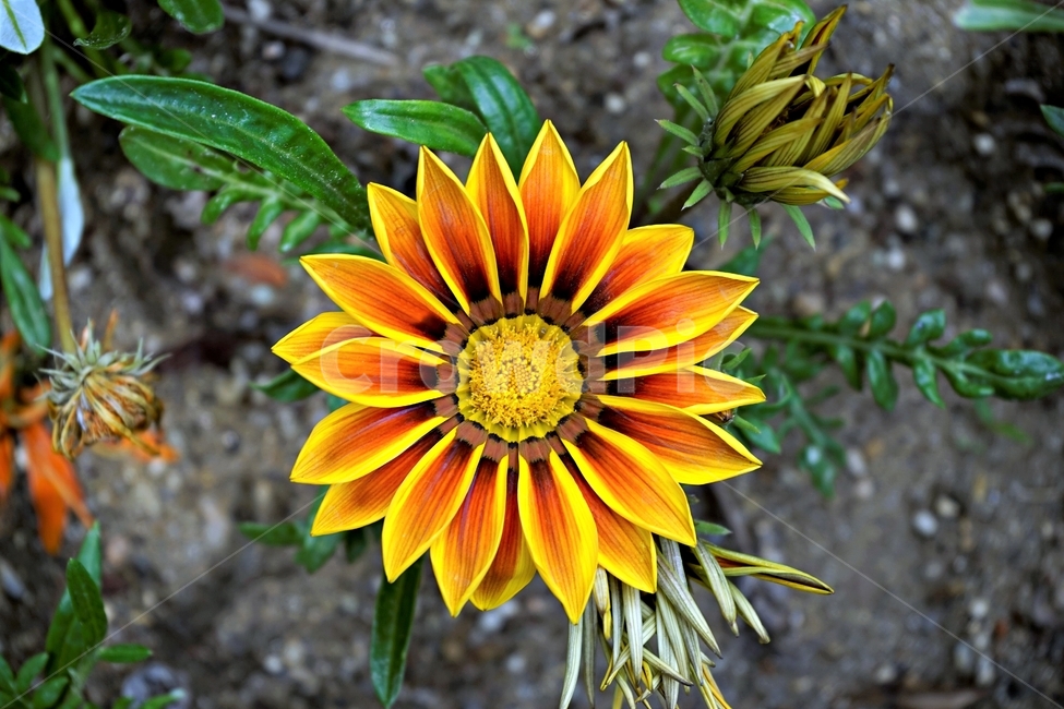 봄,꽃,식물,자연,flower,floral,가자니아,국화과,훈장국화,태양국,원예,gazania,남아프리카원산