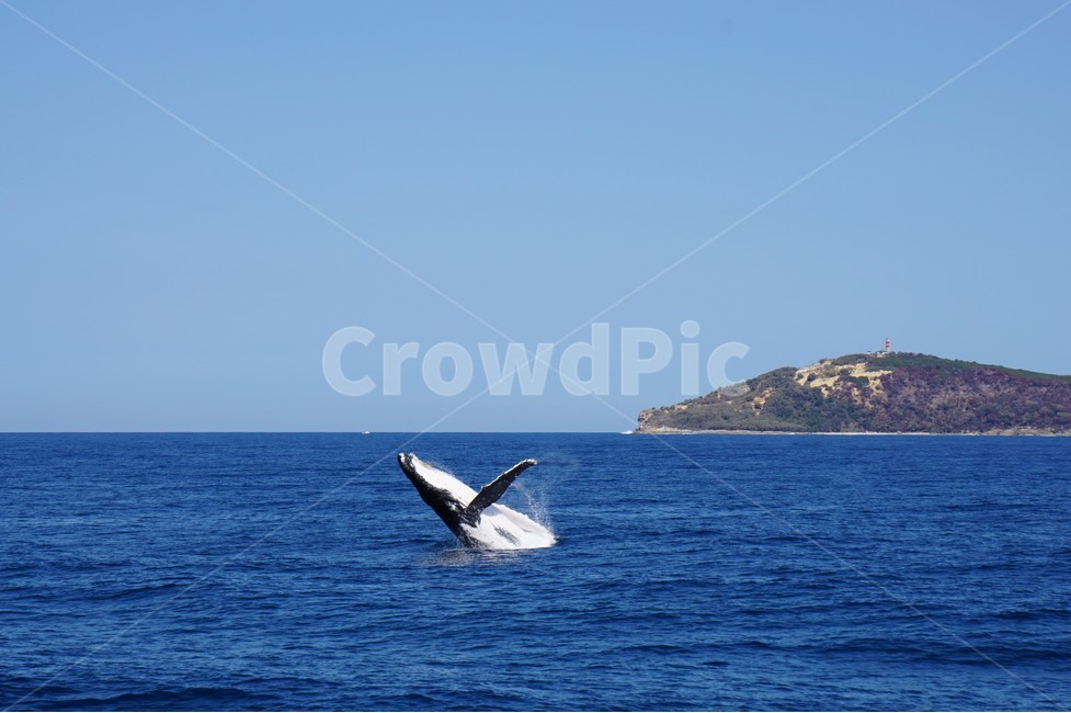 고래,바다,고래등치기,whale,sea