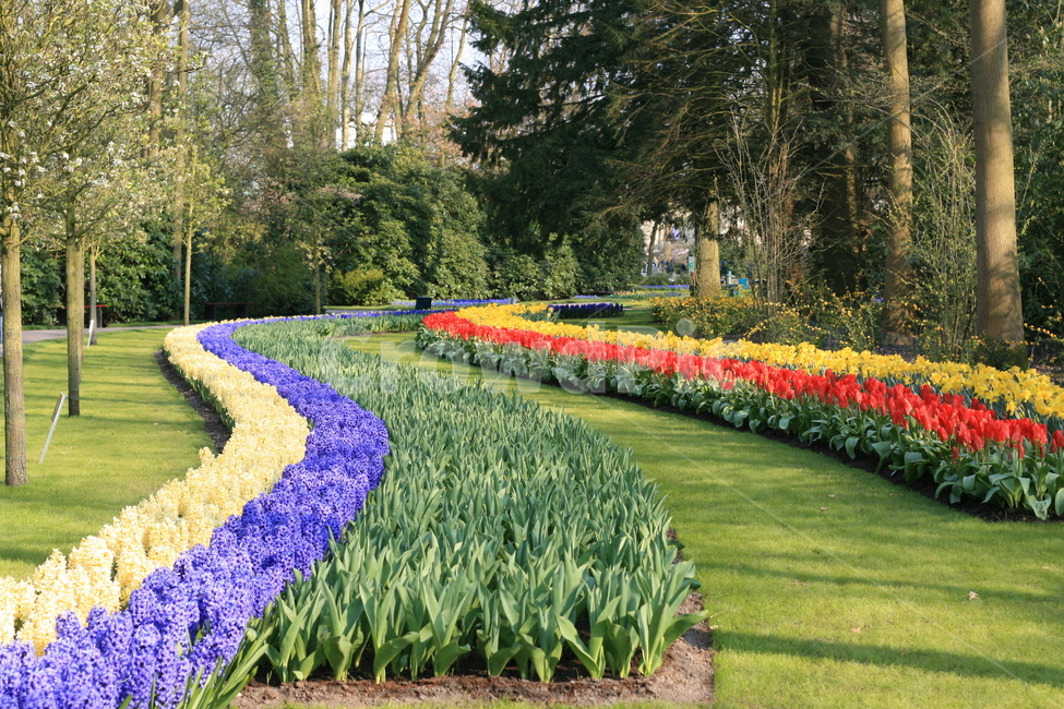 꽃,정원,튤립축제,식물,꽃밭,튤립,flower,garden,tulip,꽃길,식물,자연,plants,nature,꽃,flower