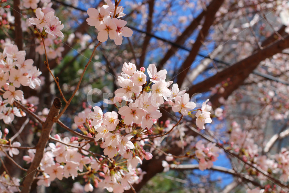 벚꽃,봄,벚꽃축제,벚꽃나무,나무,봄,계절,spring,season,식물,자연,plants,nature,꽃,flower,plant,blossom
