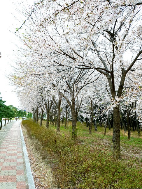 봄,벚꽃,한가로운,spring,벚꽃길