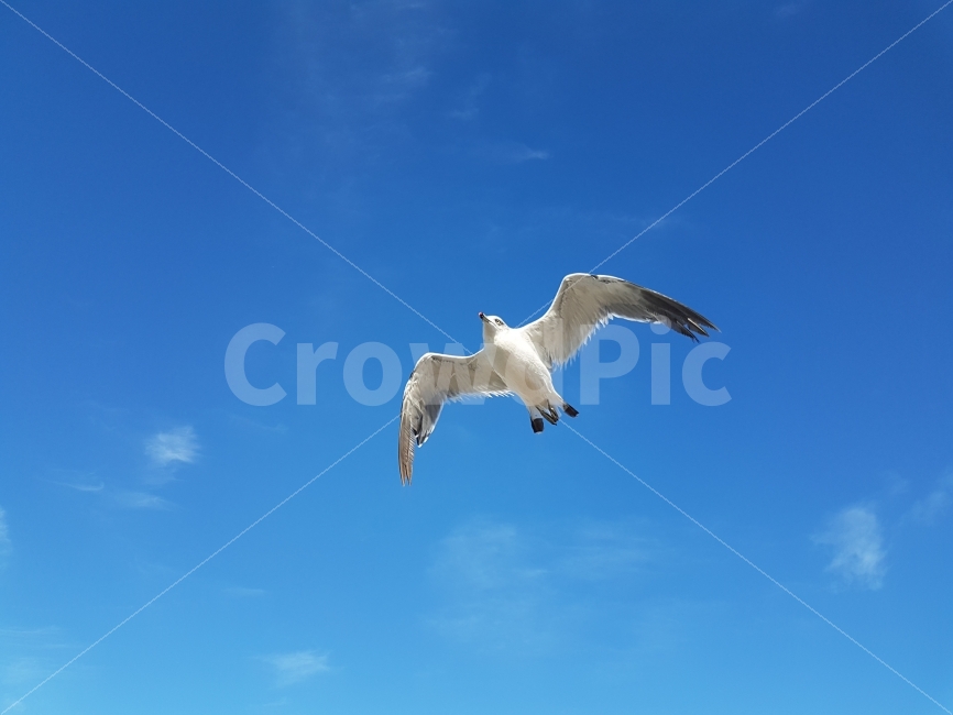 갈매기,새,bird,조류,하늘,bluesky,자유,즐거움,동물,animal,조류,새,birds