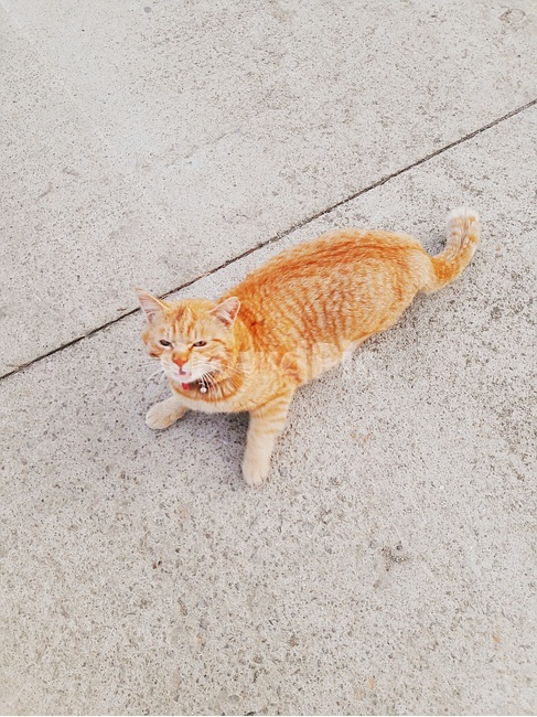 친구,야옹이,동물,고양이,길고양이,동물,animal,포유류,mammal,고양이,cat,kitten,kitty