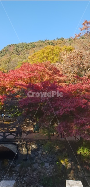 단풍,단풍놀이,가을,단풍구경,단풍나무,내장산,가을,계절,fall,autumn,season,자연,풍경,nature,landscape,tree,나무,plant,식물,maple