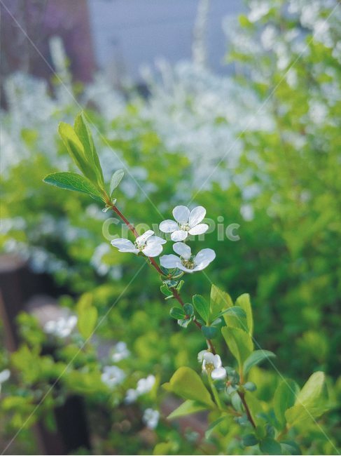 꽃,flower,식물,봄,들꽃,잎