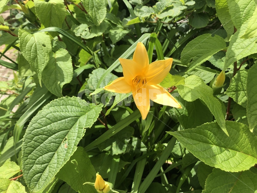 원추리꽃,원추리,야생화,꽃,flower