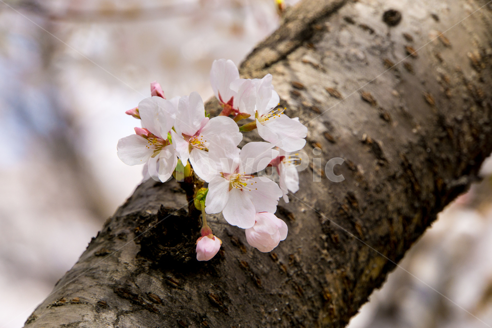 봄,벚꽃,식물,자연,근접촬영,울산,무거천,나무,봄,계절,spring,season,식물,자연,plants,nature,꽃,flower,plant