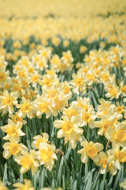 노란,옐로우,노랑색,수선화,꽃,봄꽃,노란물결,narcissus,봄,계절,spring,season,plant,식물,flower,blossom