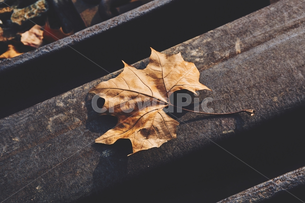 낙엽,나뭇잎,철길,감성,railway,railroad,rail,leaf,emotional,가을,계절,fall,autumn,season,감성,sensible,feeling,잎,plant,식물,tree,나무