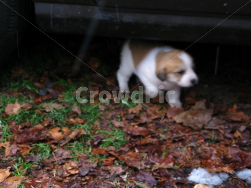 강아지,작은,귀여운,어린,가을,낙엽,동물,animal,포유류,mammal,개,강아지,dog,doggy