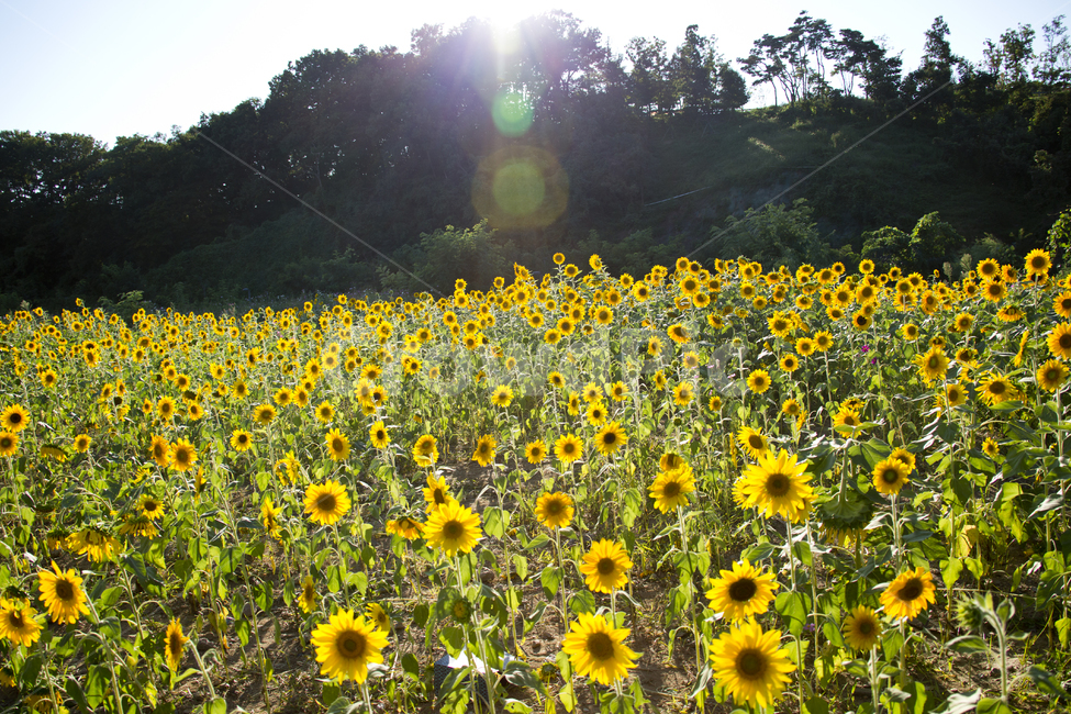 해바라기,sunflower,노란색,꽃,빛,해바라기밭,노랑,꽃밭,식물,자연,plants,nature,꽃,flower