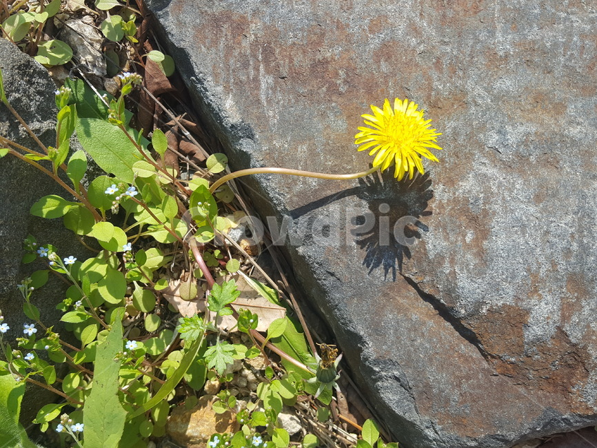 꽃,봄,용마산,생명,햇살