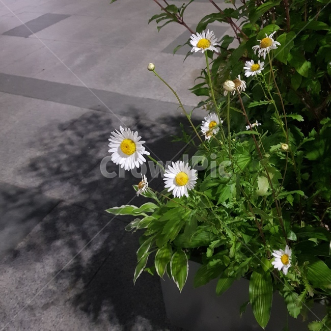 꽃,데이지,밤산책,화분,그림자