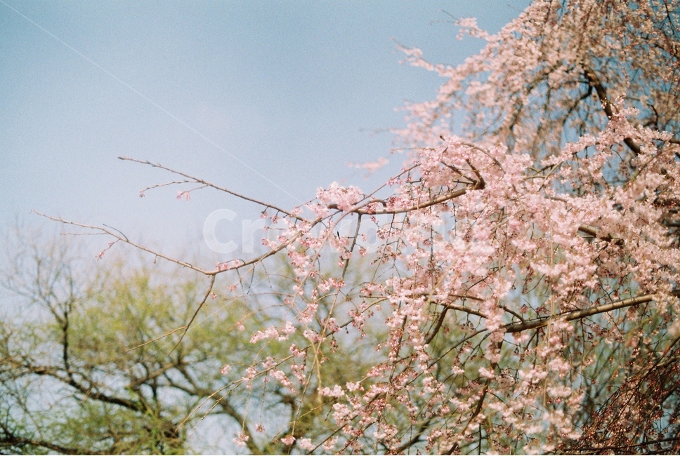 꽃,벚꽃,봄,blossom,flower