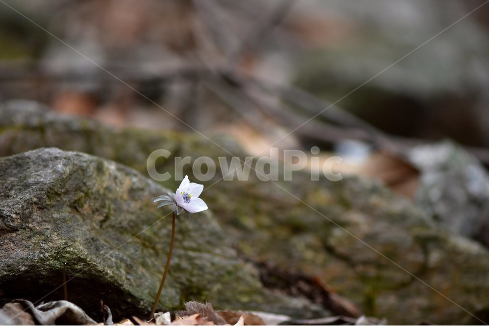 변산바람꽃,2018년,3월,야생화,꽃,생태,식물,자연,들꽃,산꽃,봄,감성,힐링,플라워,계절,시즌,wild,Flower,plants,nature,spring,season,배경,풀,초본,미나리아재비과,너도바람꽃속,flower,생태사진,봄꽃,자생지,경기도,식물,자연,plants,nature,꽃,flower