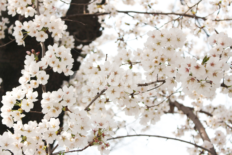 벚꽃,벚꽃나무,꽃잎,벚꽃잎,봄꽃,봄,spring,벚나무,white,벚꽃놀이,벚꽃축제,봄소풍,봄나들이,나들이,소풍,공원,park,식물,나무,cherryblossom,blossom,plant