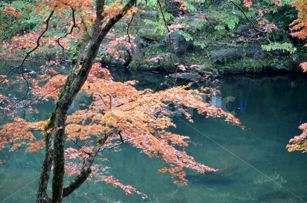 낙엽,호수,경치,잔영,그림자,자연,풍경,nature,landscape,plant,식물,tree,나무,maple,단풍