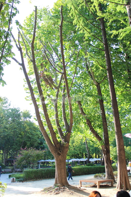 person,사람,plant,human,식물,treetrunk,나무줄기,tree,자연,풍경,nature,landscape,나무,tree trunk,나무 줄기