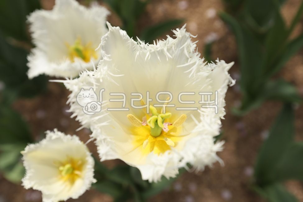 petal,Tulip,Spring news,white tulips,flower