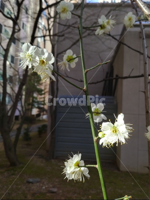 매화,봄,꽃,아침,flower,근접촬영,spring,morning,closeup,개화,식물,자연,plants,nature,꽃,flower