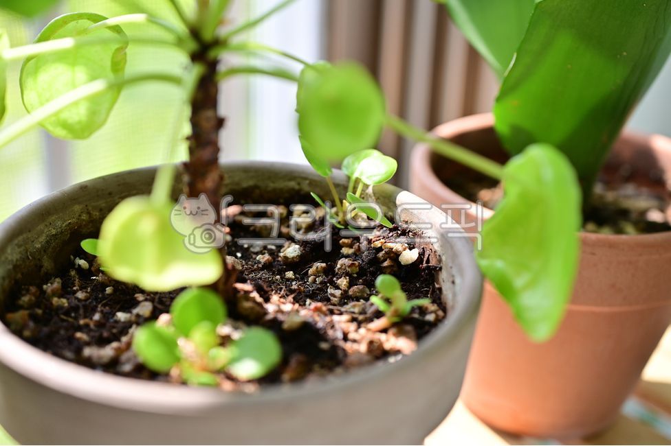 companion plant,full moon,green,repot,pot,plant,Selfrescue,Pileapepe,philea,pepe,breeding