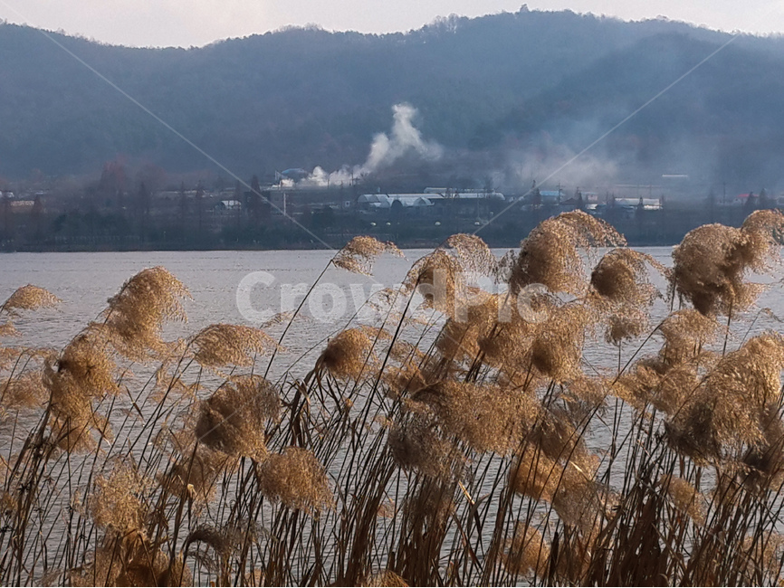 신정호,갈대,연기,호수,풍경,자연,풍경,nature,landscape,식물,plants,grass,잔디,plant,lawn,reed