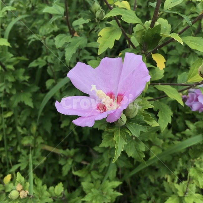 flower,꽃,plant,식물,무궁화,제라늄,geranium