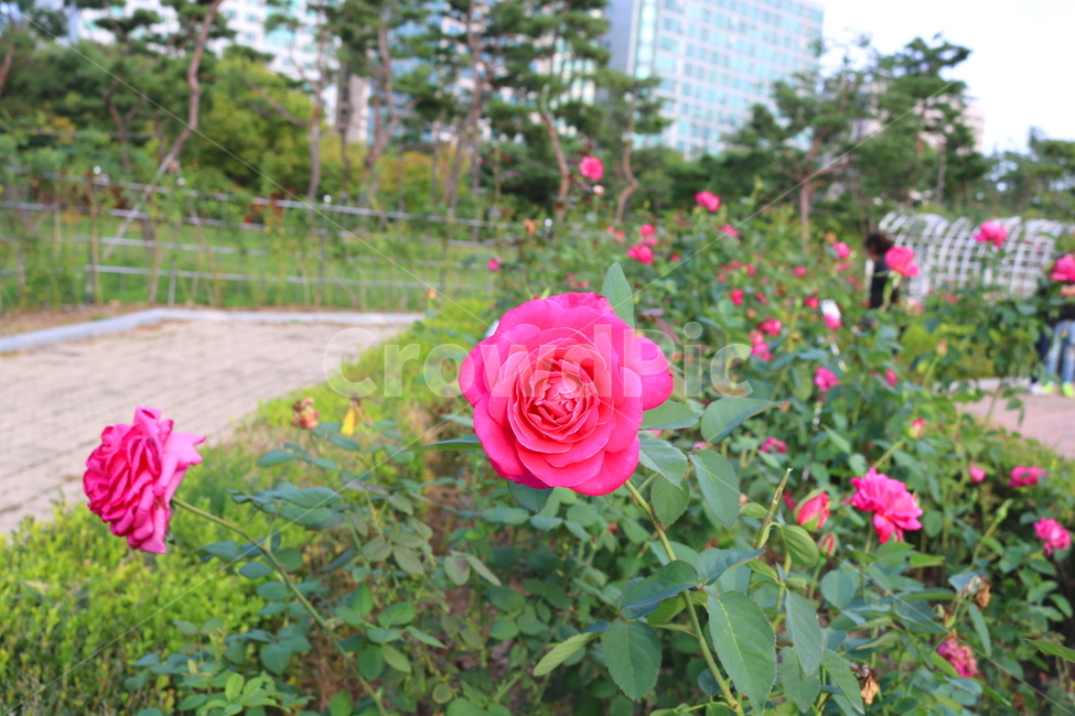 장미,장미꽃,꽃,식물,자연,핑크피스,꽃밭,관상용,분홍꽃,식물,자연,plants,nature,꽃,flower
