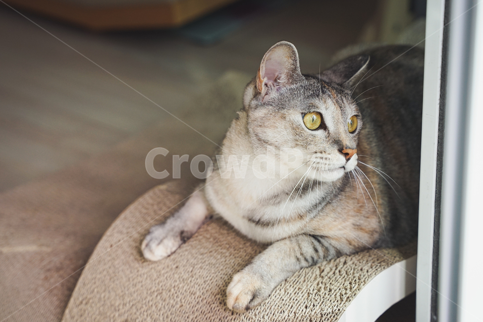고양이,휴식,시선,궁금,응시,반려동물,냥이,냥,코리안숏헤어,코숏,믹스냥,새끼고양이,집사,새끼,묘,포유류,cat,pet,animal,동물,animal,포유류,mammal,고양이,cat,kitten,kitty