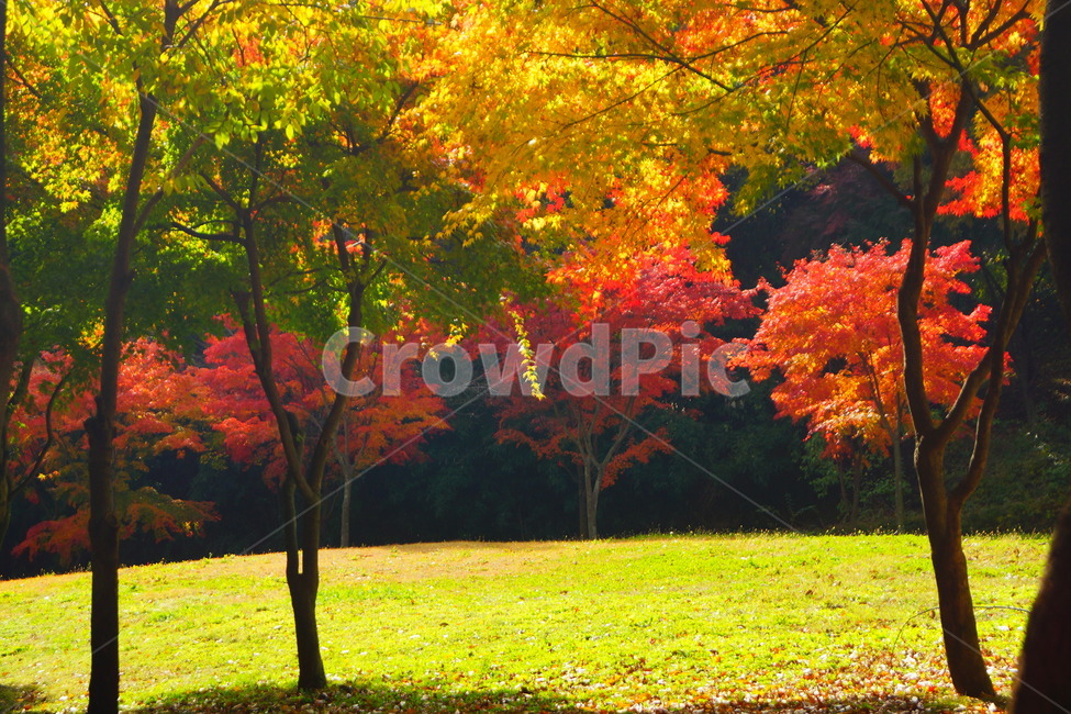 낙엽,단풍,maple,식물,나뭇잎,나무,가을,계절,fall,autumn,season,자연,풍경,nature,landscape,식물,plants,나무,trees,wood,tree,plant,leaf,잎